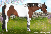 Horse Color:Bay Tobiano 