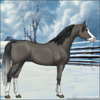 Horse Color:Grullo Splash 