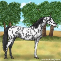 Horse Color:Blue Roan Appaloosa 