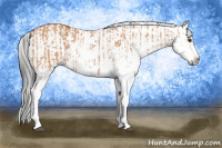 Horse Color:Bay Dun Sabino  and Gray Bay Dun Sabino 