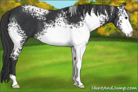 Horse Color:White Spotted Black 