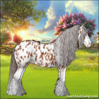 Horse Color:Bay Sabino Appaloosa  and Bay Sabino Appaloosa 