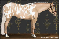 Horse Color:Chocolate Silver Buckskin Pearl Appaloosa