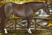 Horse Color:Liver Chestnut 