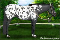Horse Color:Black Near Leopard 