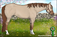 Horse Color:Red Dun 