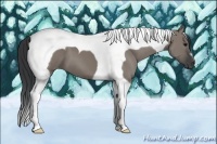 Horse Color:Grullo Tobiano