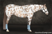 Horse Color:Amber Champagne Sabino Tobiano Appaloosa  and Amber Champagne Sabino Splash Tobiano Appaloosa 