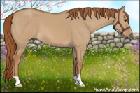 Horse Color:Red Dun
