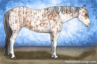 Horse Color:Bay Sabino  and Bay Sabino Rabicano 