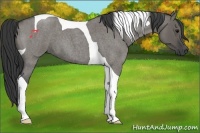 Horse Color:Grullo Roan Tobiano 