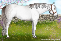 Horse Color:Gray Chestnut 