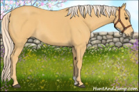 Horse Color:Palomino Roan 