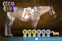 Horse Color:Liver Red Dun Roan Tobiano Rabicano Brindle and Bay Dun Appaloosa