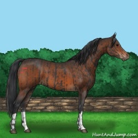 Horse Color:Black  and Brown 