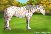 Horse Color:Amber Champagne Appaloosa  and Amber Champagne Appaloosa 