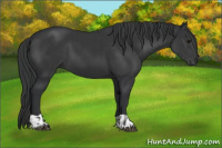 Horse Color:Black  and Black 