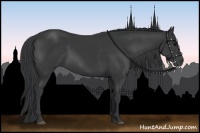 Horse Color:Black  and Black 