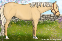 Horse Color:Palomino Dun