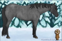 Horse Color:Blue Roan