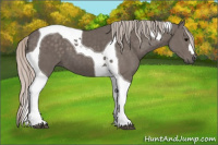 Horse Color:Silver Black Tobiano 
