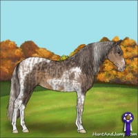 Horse Color:Classic Champagne  and Silver Smoky Black Tobiano Frame 