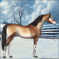 Horse Color:Bay Onyx 