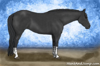 Horse Color:Black and Black