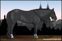 Horse Color:Black and Black