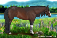 Horse Color:Bay 