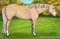 Horse Color:Palomino Splash 