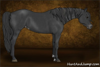 Horse Color:Black  and Black Appaloosa 