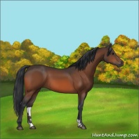 Horse Color:Brown 