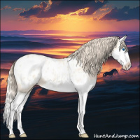 Horse Color:Perlino Splash Appaloosa 