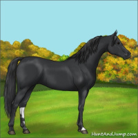Horse Color:Black 