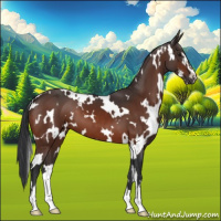 Horse Color:White Spotted Brown Sabino 