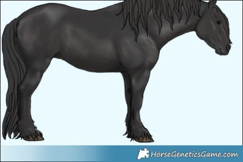 Horse Color:Black  and Smoky Black 