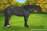 Horse Color:Black  and Blue Roan 