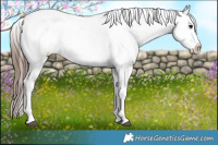 Horse Color:Bay Tobiano Appaloosa