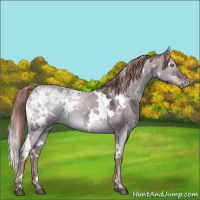 Horse Color:White Spotted Liver Red Dun Ice 