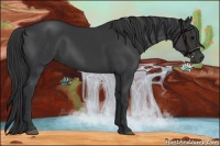 Horse Color:Black  and Black 