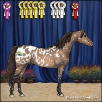Horse Color:Bay Dun Appaloosa 