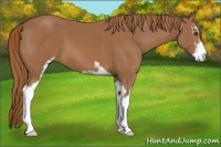 Horse Color:Chestnut Sabino