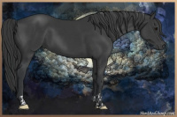 Horse Color:Black  and Black 