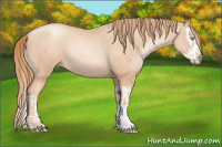 Horse Color:Gold Champagne Pearl Rabicano  and Gold Champagne Pearl Splash Rabicano 