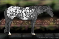 Horse Color:Black  and Black Appaloosa 