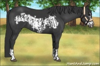 Horse Color:Black  and Black Frame 