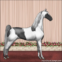 Horse Color:Black  and Gray Black 
