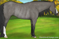 Horse Color:Grullo Roan Rabicano