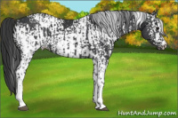 Horse Color:White Spotted Black Sabino  and White Spotted Black 